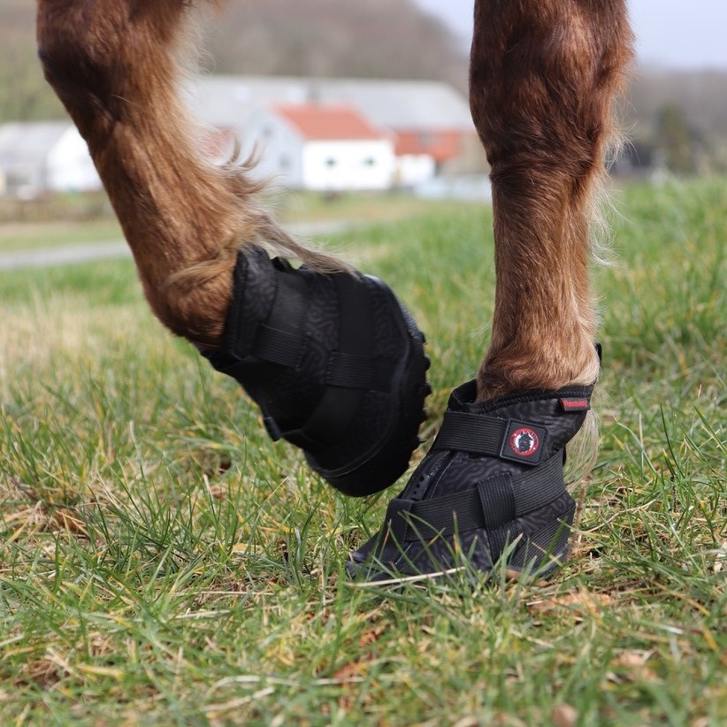 Recovery Schwarz am Pferd Seitenansicht in bewegung